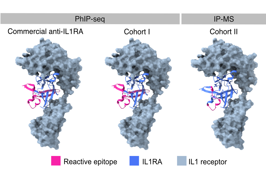 Protein structure of an antibody-antigen complex
